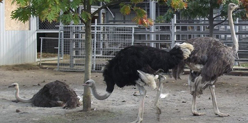 Вінницький підприємець взяв під опіку страусів Подільського зоопарку