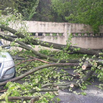У Вінниці рятувальники прибрали повалене вітром дерево з автівки