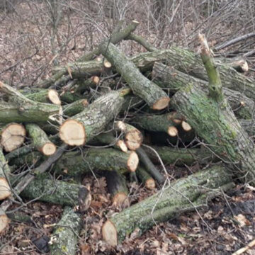 На Вінниччині виявли незаконно вирубаних дерев майже на півтора млн грн