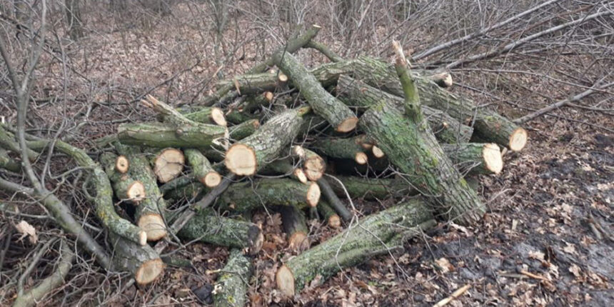 На Вінниччині виявли незаконно вирубаних дерев майже на півтора млн грн
