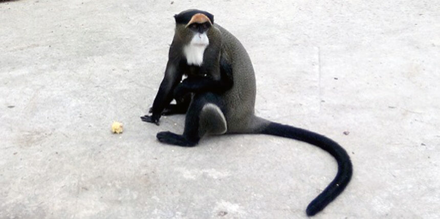 Мавпочок із Подільського зоопарку взяв під опіку кухар ресторану «Georgian Factory»