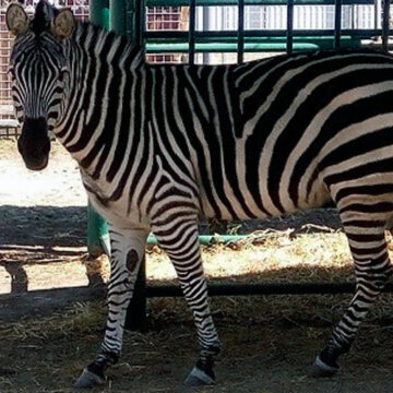Подільський зоопарк із 16 травня знову прийматиме відвідувачів