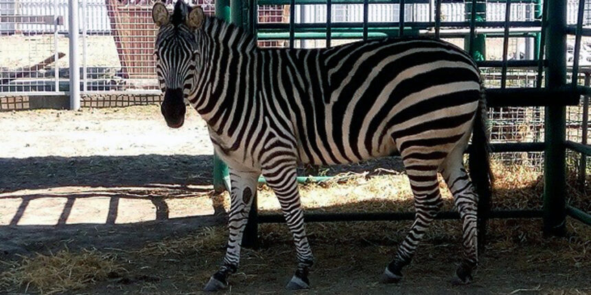 Подільський зоопарк із 16 травня знову прийматиме відвідувачів