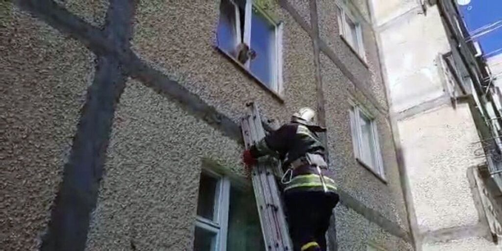 У Вінниці рятувальники тягнули кота з віконної рами