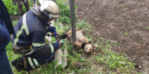 У Вінницьких Хуторах рятувальники звільнили пса з металевої пастки