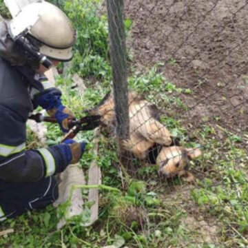 У Вінницьких Хуторах рятувальники звільнили пса з металевої пастки