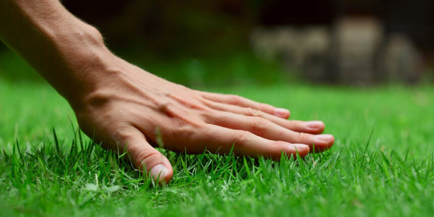 Вінницязеленбуд запитує у вінничан як далі озеленяти місто