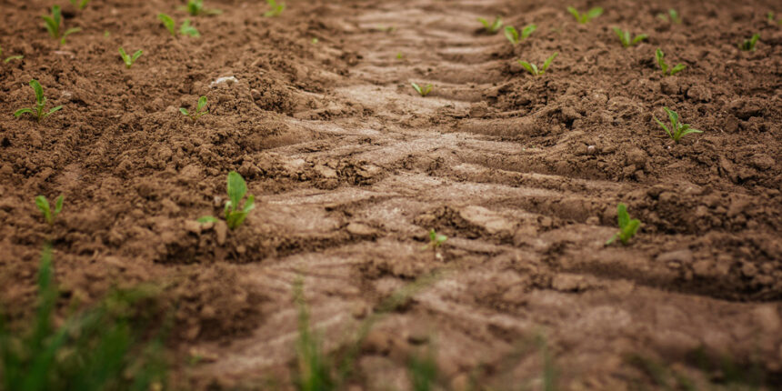Вінницька область увійшла в сумнівні "лідери" тіньового обробітку землі