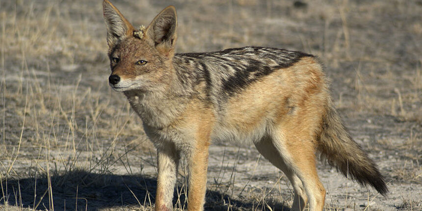 Шакал на Вінниччині освоює нові території
