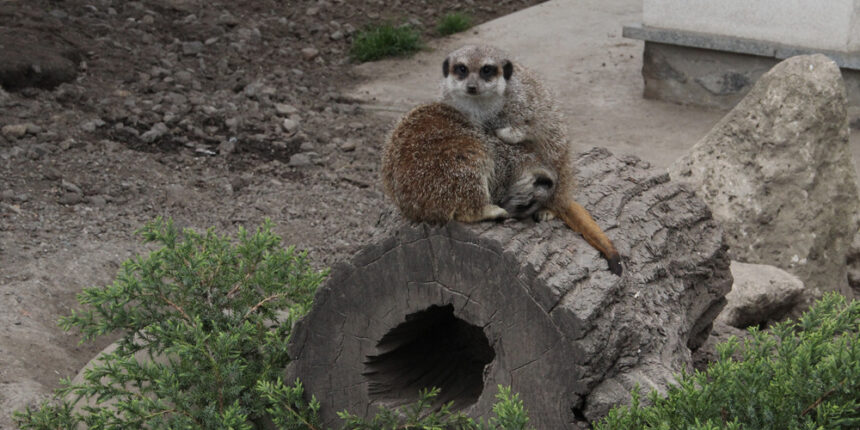 Подільський зоопарк знову чекає на відвідувачів