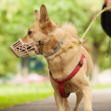 У Вінниці просять облаштувати майданчики для вигулу собак у кожному мікрорайоні