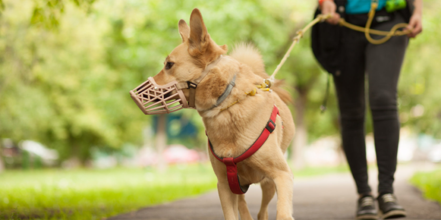 У Вінниці просять облаштувати майданчики для вигулу собак у кожному мікрорайоні