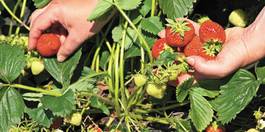 Вінницька область – беззаперечний лідер за вирощуванням ягід в Україні