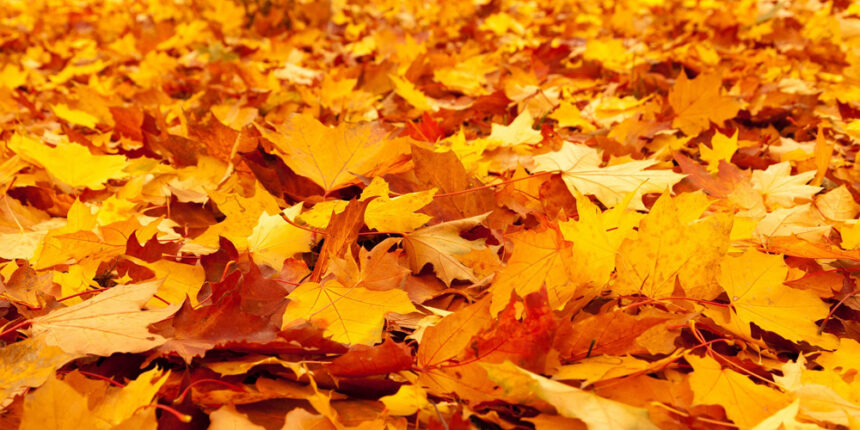 Вінничанин просить почати централізовано вивозити опале листя з приватного сектору