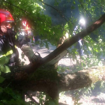 У Шаргородському районі рятувальники прибрали повалене негодою дерево