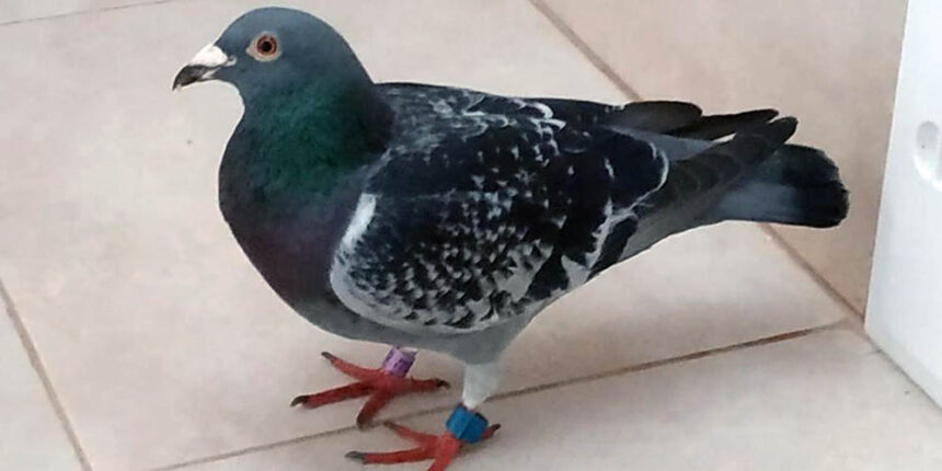 Голуб з Румунії, який “приїхав” до Козятина у цементовозі, може коштувати 1500 доларів
