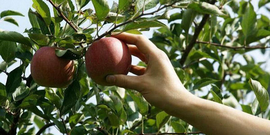 У Хмільнику мати та доньку судили за крадіжку двадцяти саджанців із сільського парку