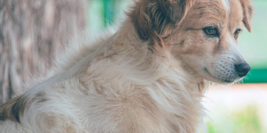 5,5 років за гратами для мешканця Могилів-Подільського району, який вбив собаку