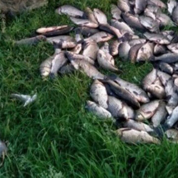 На Вінниччині протягом одного дня вилучили майже 20 кг незаконно добутої риби