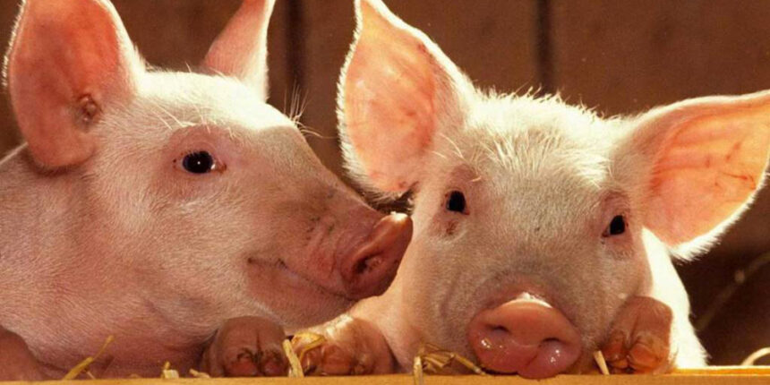 У Хмільнику розглядали справу зі “смородом та свинячим виском”