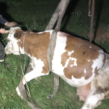 У Гайсинському районі рятувальники визволили чотирьохметрової ями корову