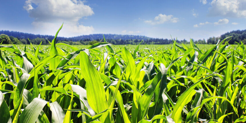 Вінниччина в ТОП-3 "кукурудзяних" регіонів країни
