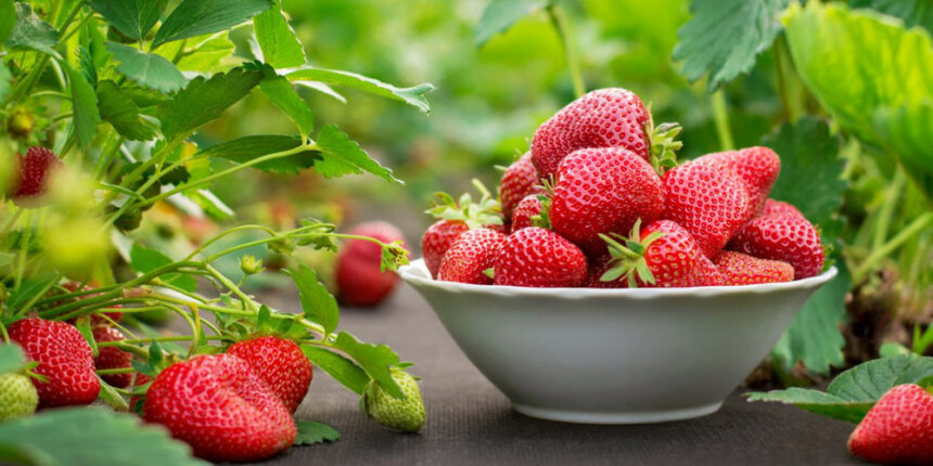 Вінницька область очолила ТОП-5 “полуничних” регіонів України