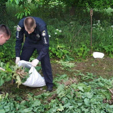 Майже 2 тисячі рослин маку та конопель вилучили поліцейські у вінничан