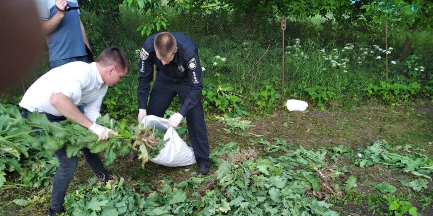 Майже 2 тисячі рослин маку та конопель вилучили поліцейські у вінничан