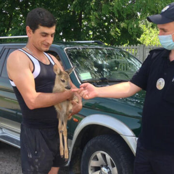 На Вінниччині поліцейські передали зоопарку маля козулі