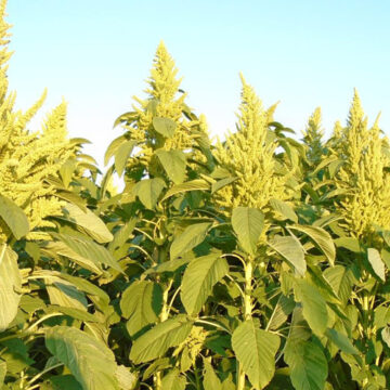 Вінницький - один із найпідходящих для вирощування амаранту регіонів