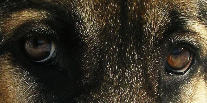 У Тиврівському районі чоловік застрелив овчарку, поліція розпочала слідство