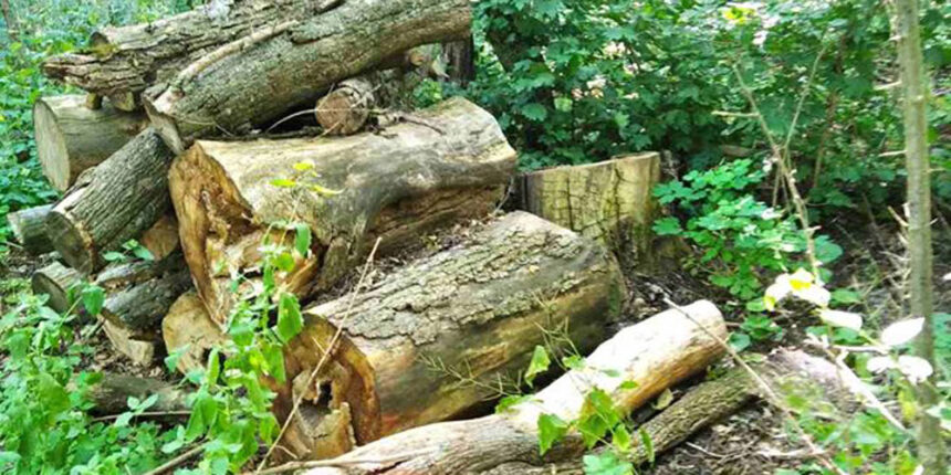 У Гайсинському районі порізали дерева у заповідному фонді