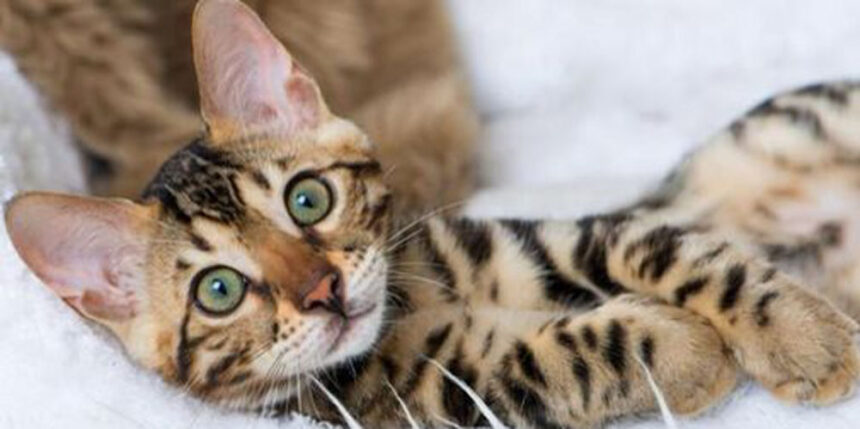 У Погребищенському районі 70-річний пенсіонер забив кошеня молотком до смерті