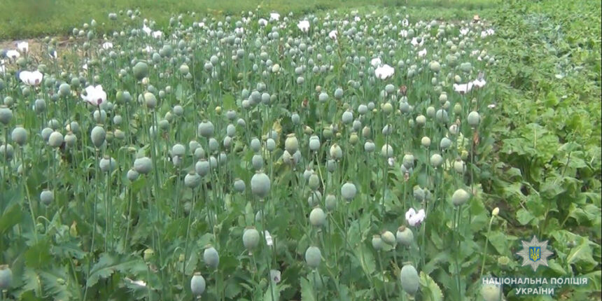 На Вінниччині вилучили понад 6 тисяч рослин маку та конопель