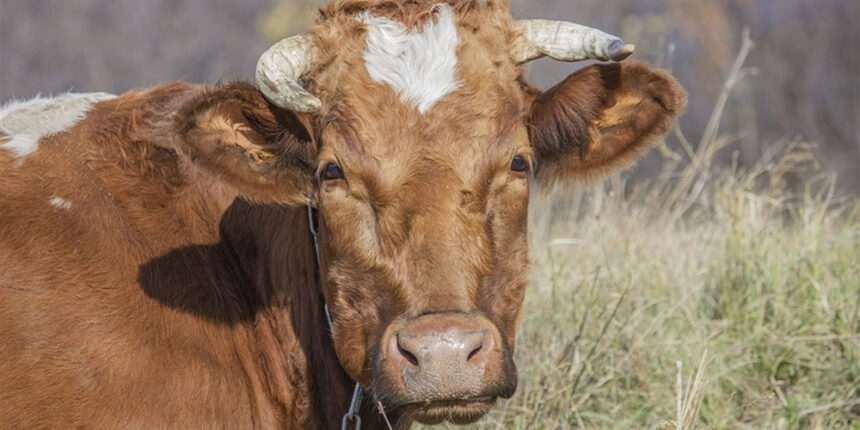 У селі Гайсинського району оголосили карантин через скажену корову