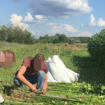 У жительки Калинівського району поліція виявила плантацію конопель