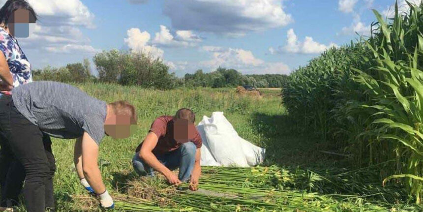 У жительки Калинівського району поліція виявила плантацію конопель
