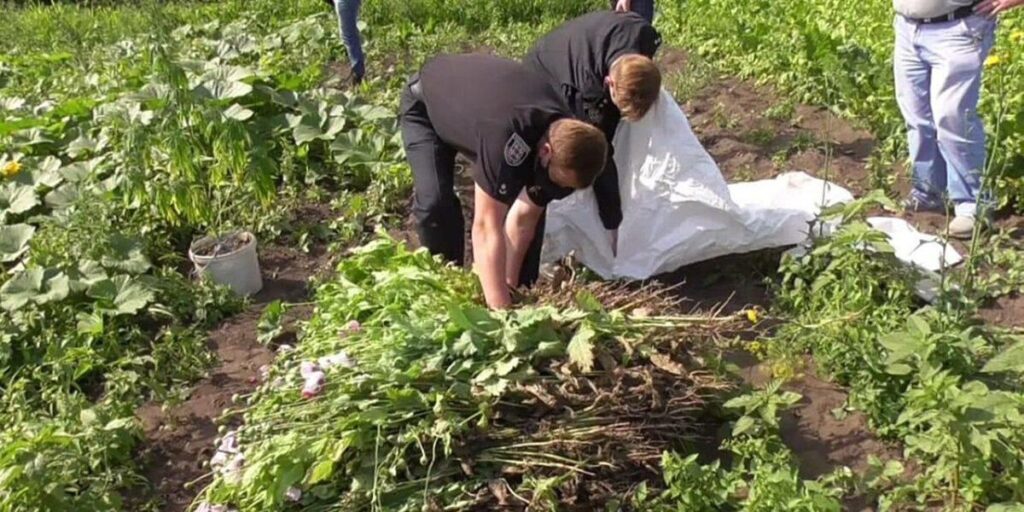 Поліцейські виявили посів маку на присадибній ділянці хмільничанки