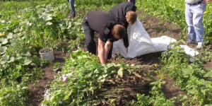 Поліцейські виявили посів маку на присадибній ділянці хмільничанки