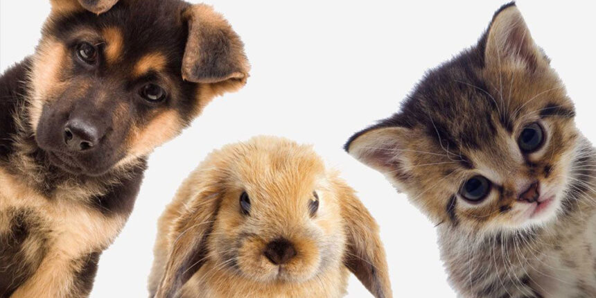 З турботою про братів менших: кращі вінницькі ветеринарні клініки, аптеки, зоомагазини та грумінг салони