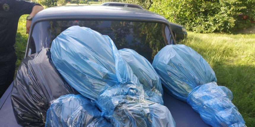 У двох районах на Вінниччині поліцейські виявили посіви маку та конопель