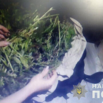 У Жмеринському районі поліцейські вилучили біля кілограма канабісу