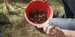 У Немирівському районі порушник здійснював лов раків забороненим знаряддям