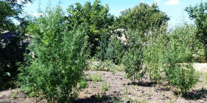На присадибній ділянці жител Чечельницького району висадив 174 кущів конопель