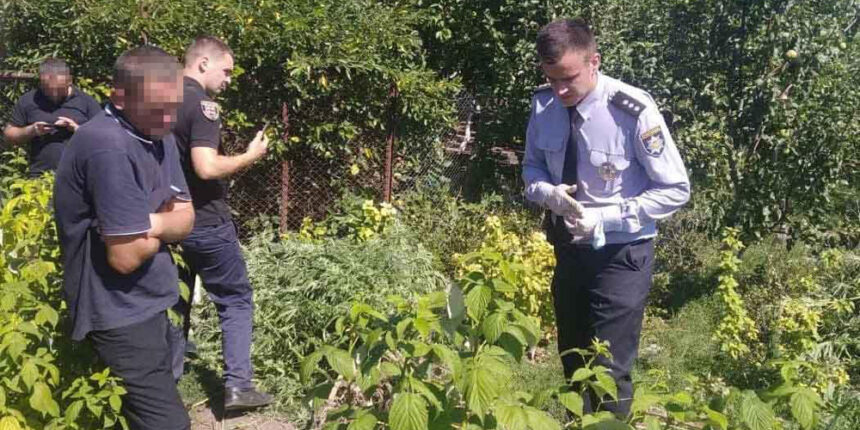 У Липовецькому районі на присадибній ділянці чоловік виростив майже півтисячі рослин конопель