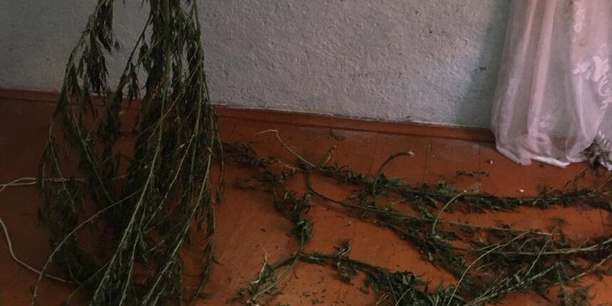 У жителя Томашпільського району вилучили майже два кілограми канабісу