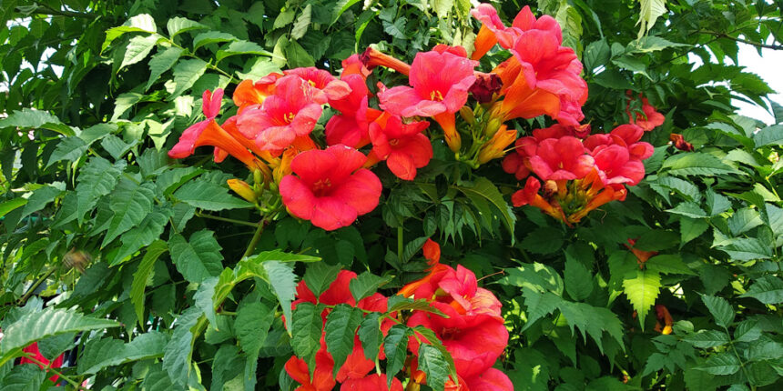 Не каштанами і липами єдиними: екзотичні дерева у Вінниці