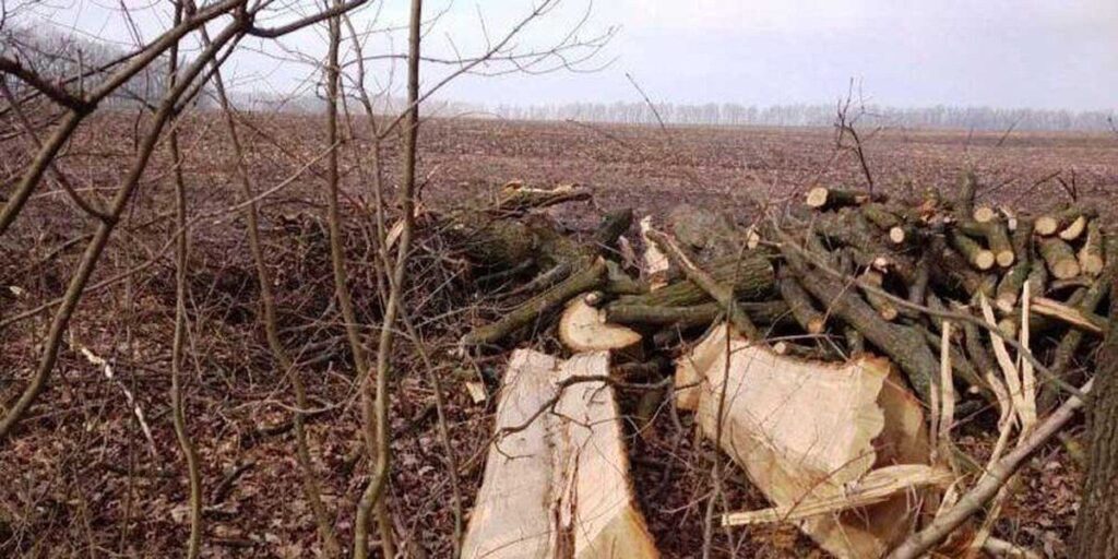 Вінницькі поліцейські завершили розслідування справи злочинної групи «чорних лісорубів»