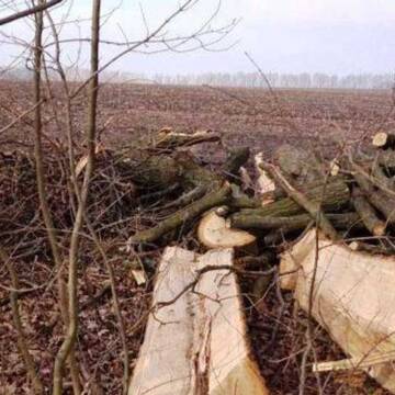 Вінницькі поліцейські завершили розслідування справи злочинної групи «чорних лісорубів»